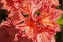 Cerveny_kvet_Rhododendron.jpg