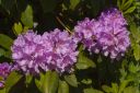 Fialove_kvety_Rhododendron.jpg