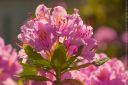 Ruzovy_kvet_Rhododendron.jpg